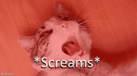 Cat Screaming On The Floor GIF