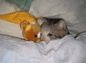 Cat Screaming Trying To Sleep GIF