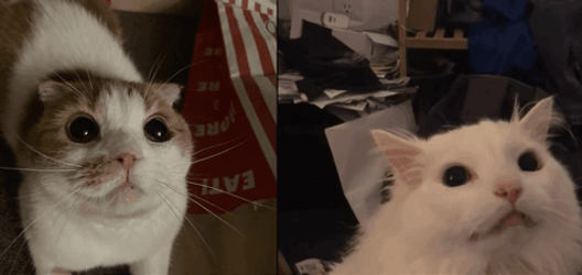 Cat Screaming Twin Screen GIF