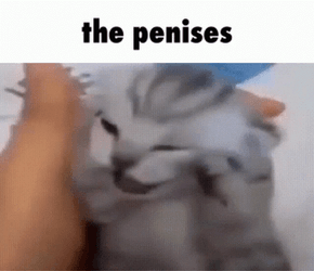 Cat Screaming Upon Waking Up GIF
