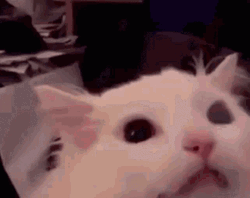 Cat Screaming Very Powerful GIF