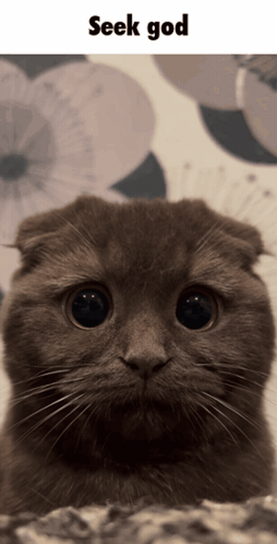 Cat Seek God GIF