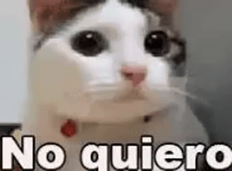 Cat Shaking Head In Spanish No Quiero GIF