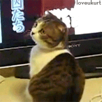 Cat Shocked Meme Wondered