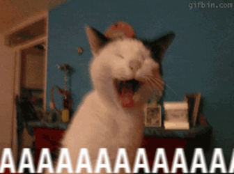 Cat Shout Out Aaaaaaa GIF