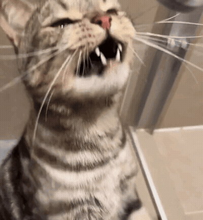 Cat Showing Teeth GIF