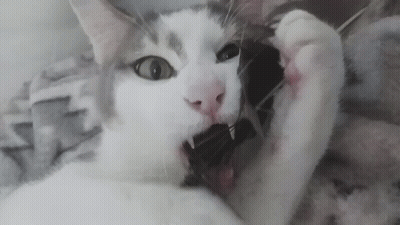 Cat Showing Teeth GIF