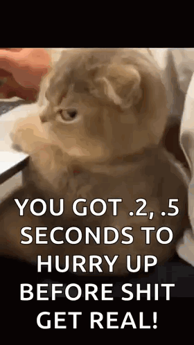 Cat Side Eye GIF