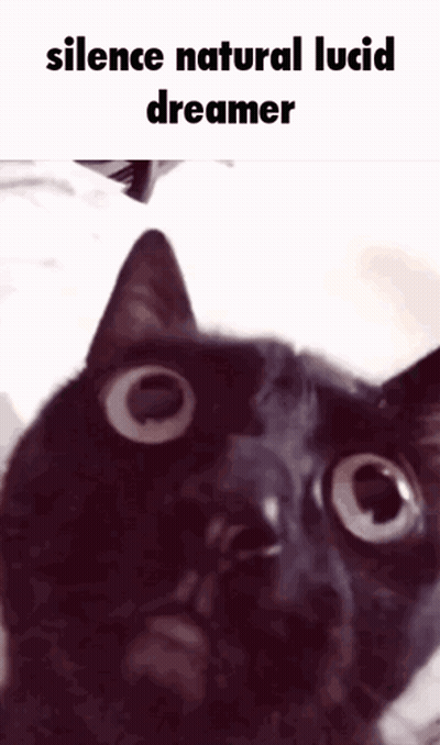 Cat Silence Natural Lucid Dreamer GIF