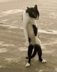 Cat Silly Walk GIF