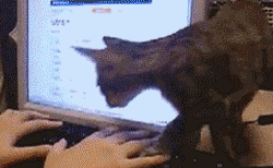 Cat Sit In Front Of Computer Funny GIF