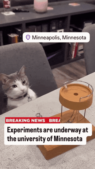 Cat Sits In Front Of Breaking News Headline GIF