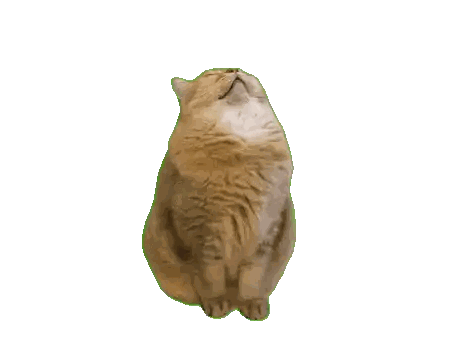 Cat Sitting And Looking Up Sticker