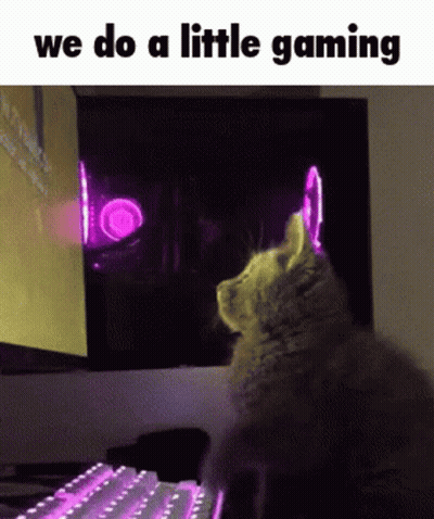 Cat Sitting At Computer Saying We Do Little Gaming GIF