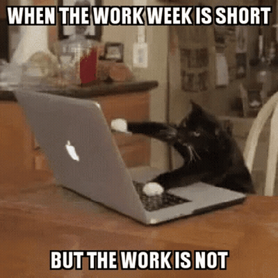 Cat Sitting At Laptop GIF