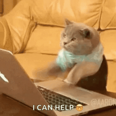 Cat Sitting At Laptop Saying I Can Help GIF