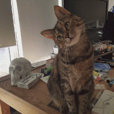 Cat Sitting Beside Skull Statue And Toothpaste GIF