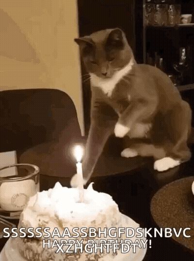 Cat Sitting By Birthday Cake With Lit Candle GIF