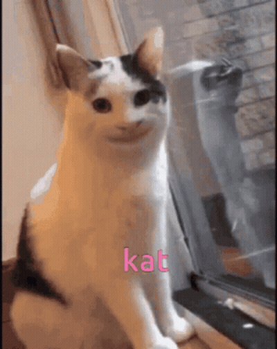 Cat Sitting By Window With Kat GIF