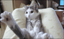 Cat Sitting Got Trap GIF