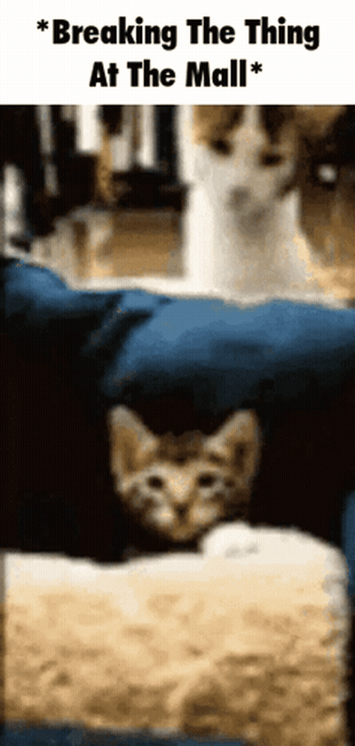Cat Sitting In Bed Breaking Thing GIF