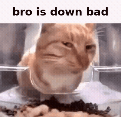 Cat Sitting In Bowl Of Food Bro Is Down Bad GIF