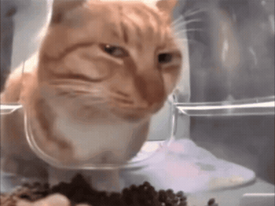 Cat Sitting In Bowl Of Food Looking At Camera GIF