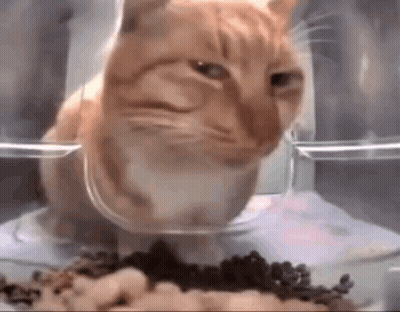 Cat Sitting In Bowl Of Food GIF