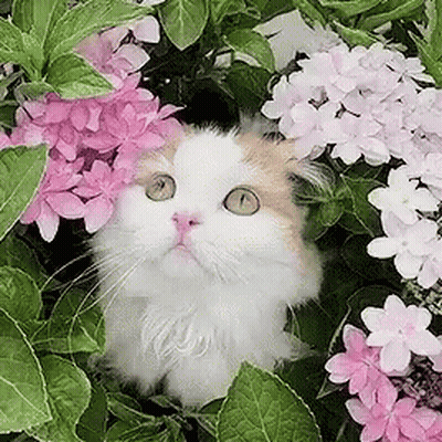 Cat Sitting in Bush with Pink Flowers
