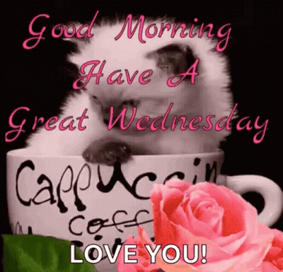 Cat Sitting In Cappuccino Cup Beside Rose GIF