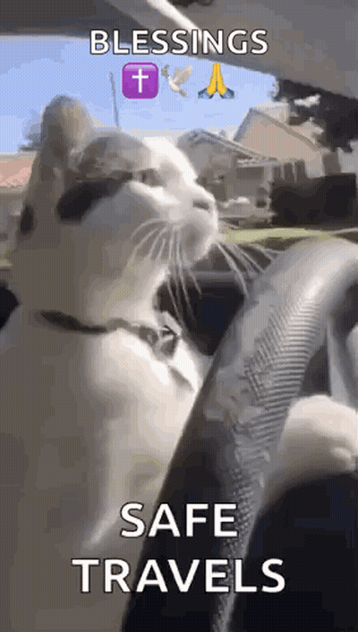 Cat Sitting In Car Driver's Seat GIF