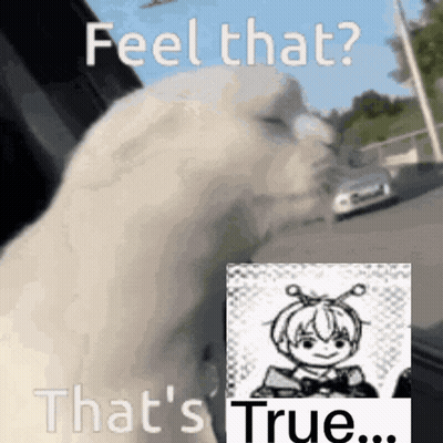 Cat Sitting In Car With Girl Picture And Words GIF
