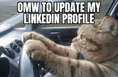 Cat Sitting In Car With Omw To Update LinkedIn GIF