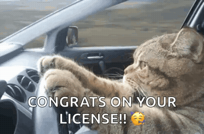 Cat Sitting In Car With Paws On Steering GIF