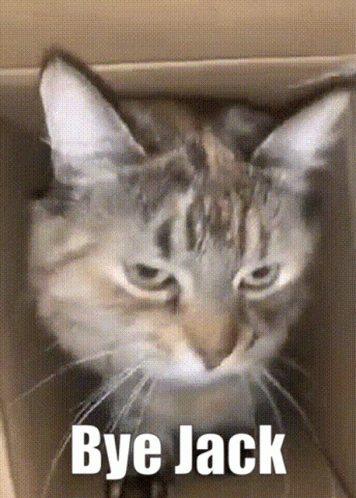 Cat Sitting In Cardboard Box Bye Jack GIF