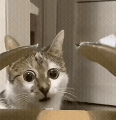 Cat Sitting In Cardboard Box Looking At Camera GIF