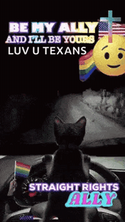 Cat Sitting In Driver's Seat Holding Rainbow Flag GIF