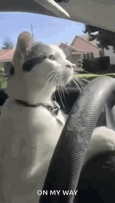 Cat Sitting In Driver's Seat Looking At Camera GIF
