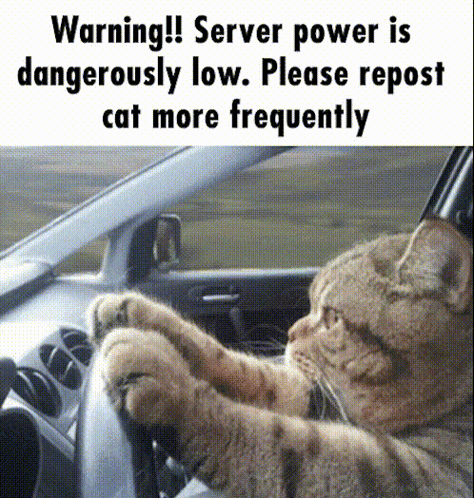 Cat Sitting in Driver's Seat