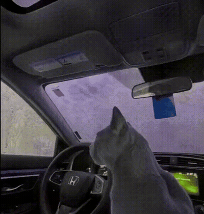 Cat Sitting In Driver Seat Of Honda GIF