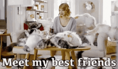 Cat Sitting In Front Of Cat Door GIF
