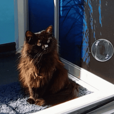 Cat Sitting In Front Of Door With Cat Door GIF