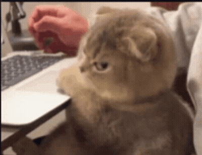Cat Sitting in Front of Laptop