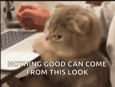 Cat Sitting In Front Of Laptop Saying Nothing Good Can Come From This GIF