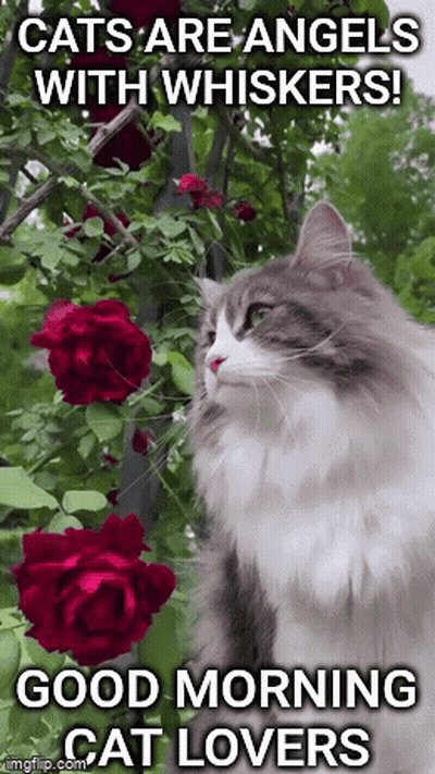 Cat Sitting In Front Of Red Roses With Cats Are Angels With Whiskers GIF