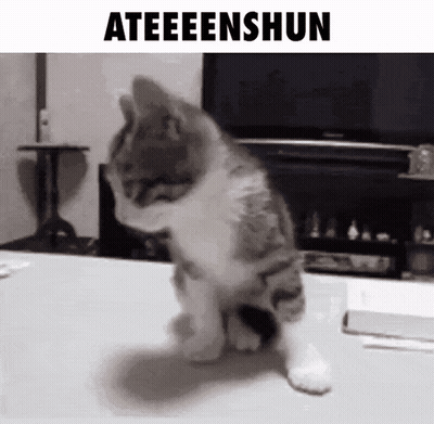 Cat Sitting In Front Of Television Saying Ateeeenshun GIF