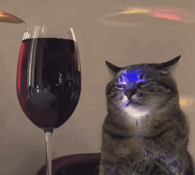 Cat Sitting In Front Of Wine GIF
