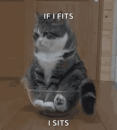 Cat Sitting In Glass Bowl With Paws GIF