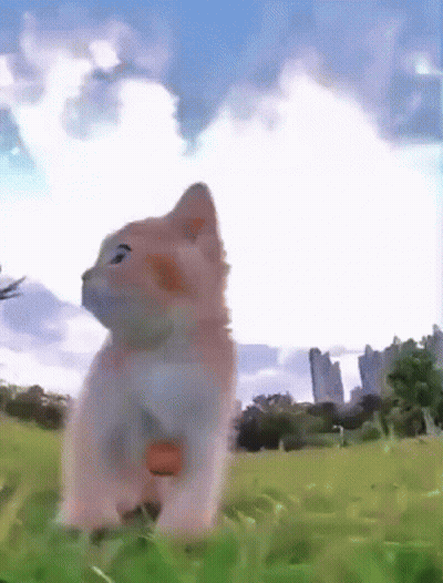 Cat Sitting In Grass Looking Up GIF