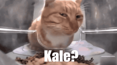 Cat Sitting In Kale Container GIF